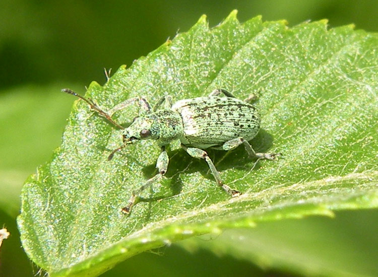 Polydrusus cervinus - Curculionidae